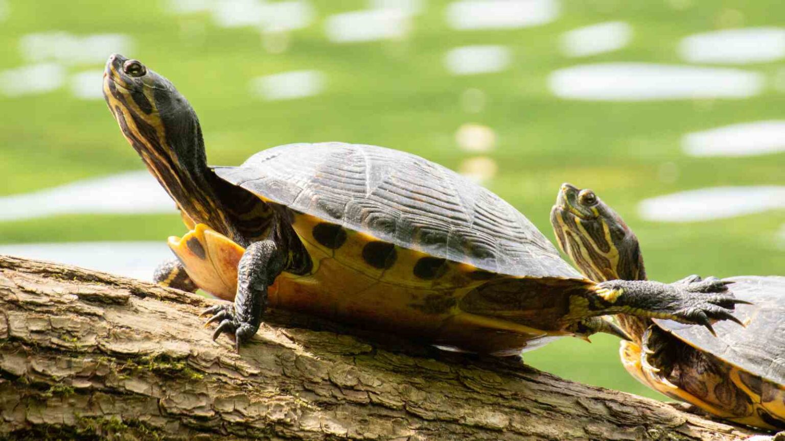 What R Turtle 13 Fun Facts to Know About Turtles on World Turtle Day