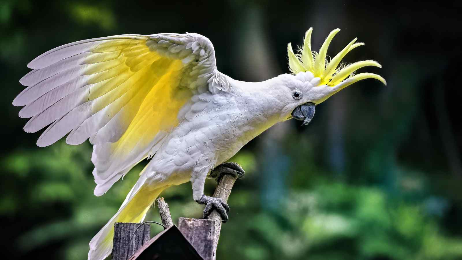 A white and yellow cockatoo with its crest raised and wings spread, perched on a wooden branch against a blurred green background.