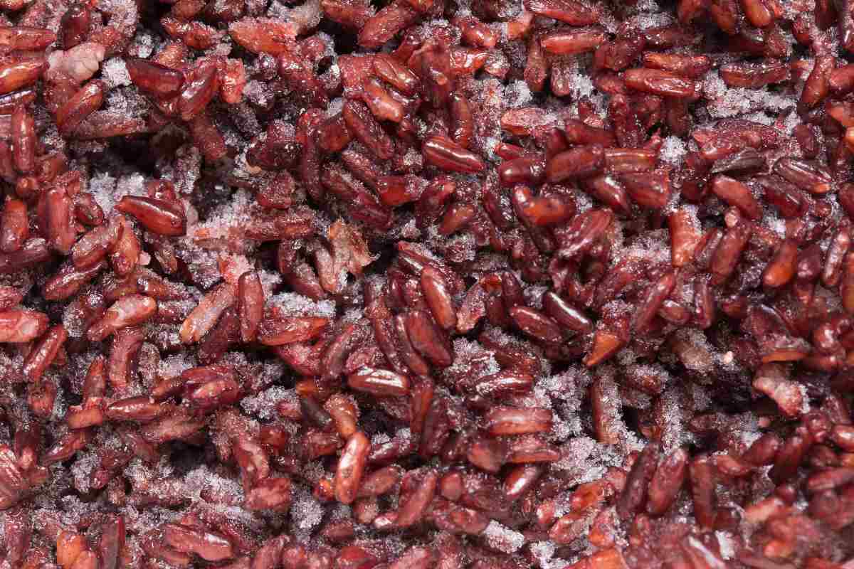 Close-up of frozen red rice grains with some moisture and a slightly glossy appearance.