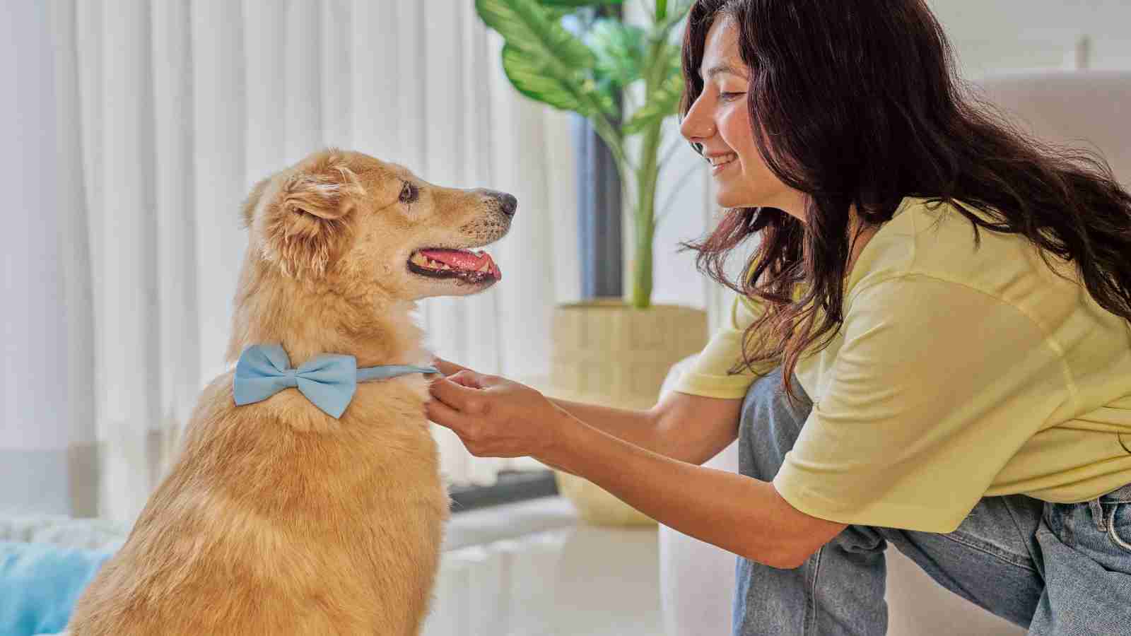 A woman gently puts a light blue bow tie on her golden retriever dog.