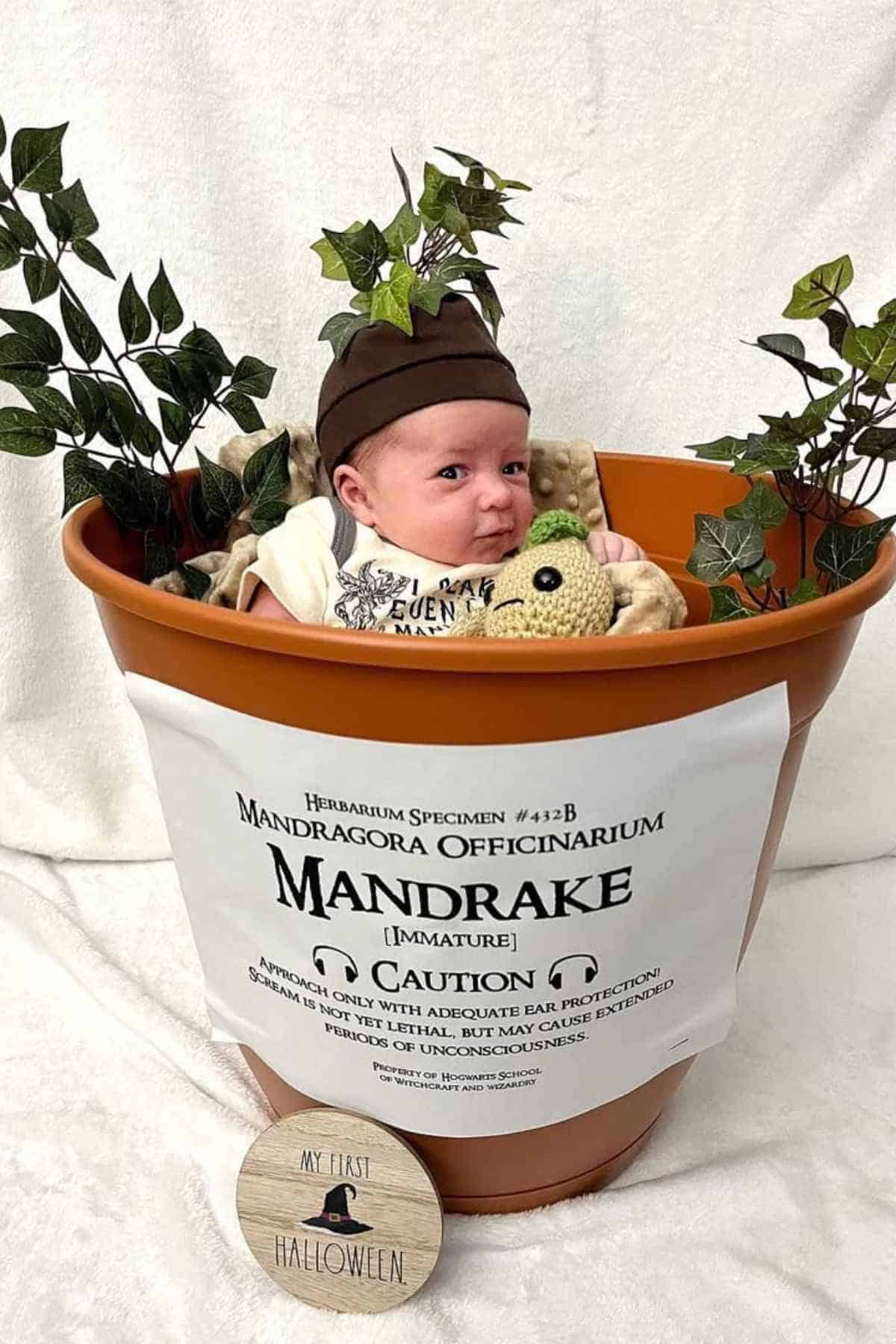 A baby is sitting in a pot surrounded by leaves, dressed as a mandrake plant.