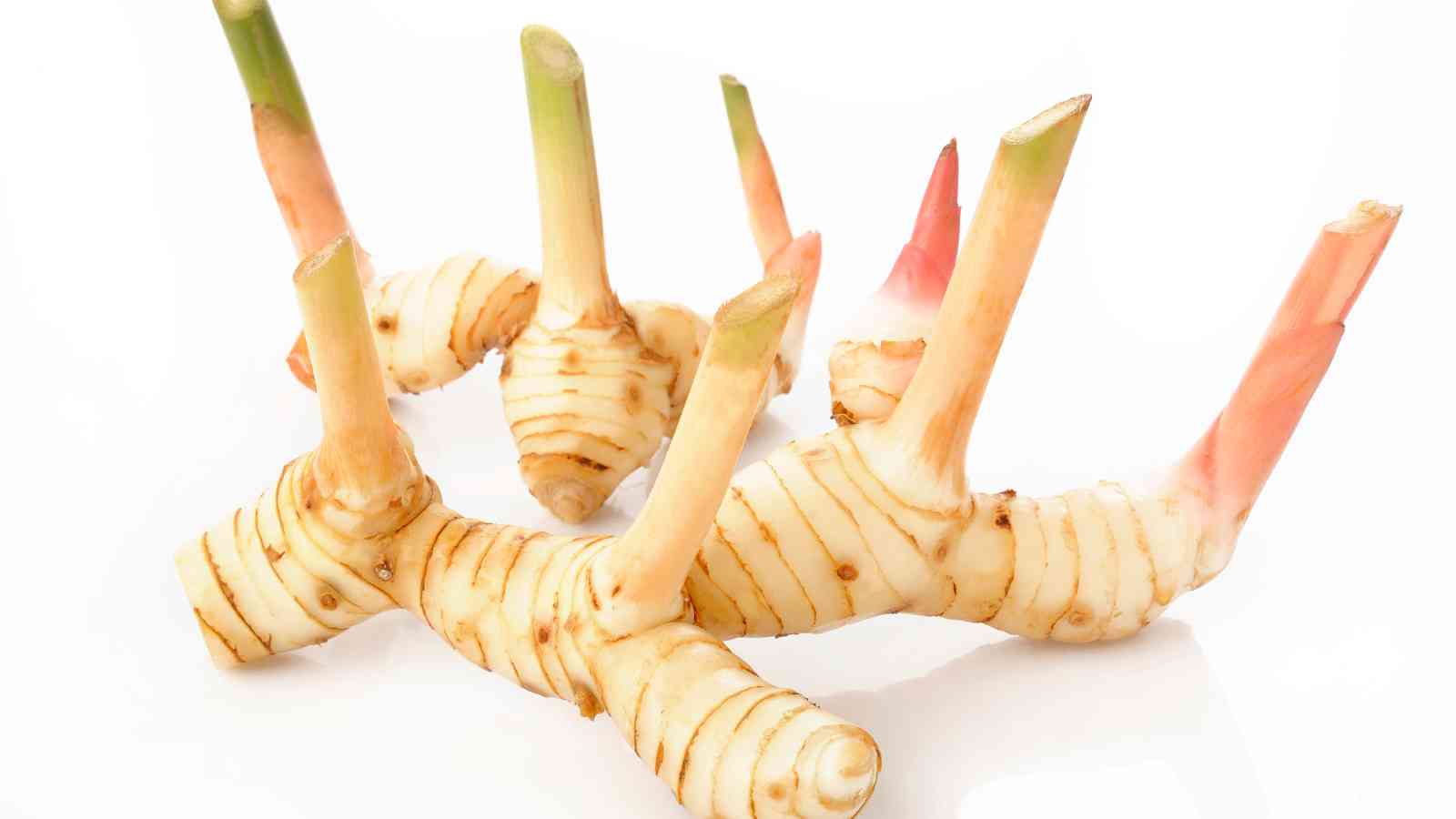 Fresh galangal rhizomes with pinkish shoots and striped beige skin arranged on a white background.