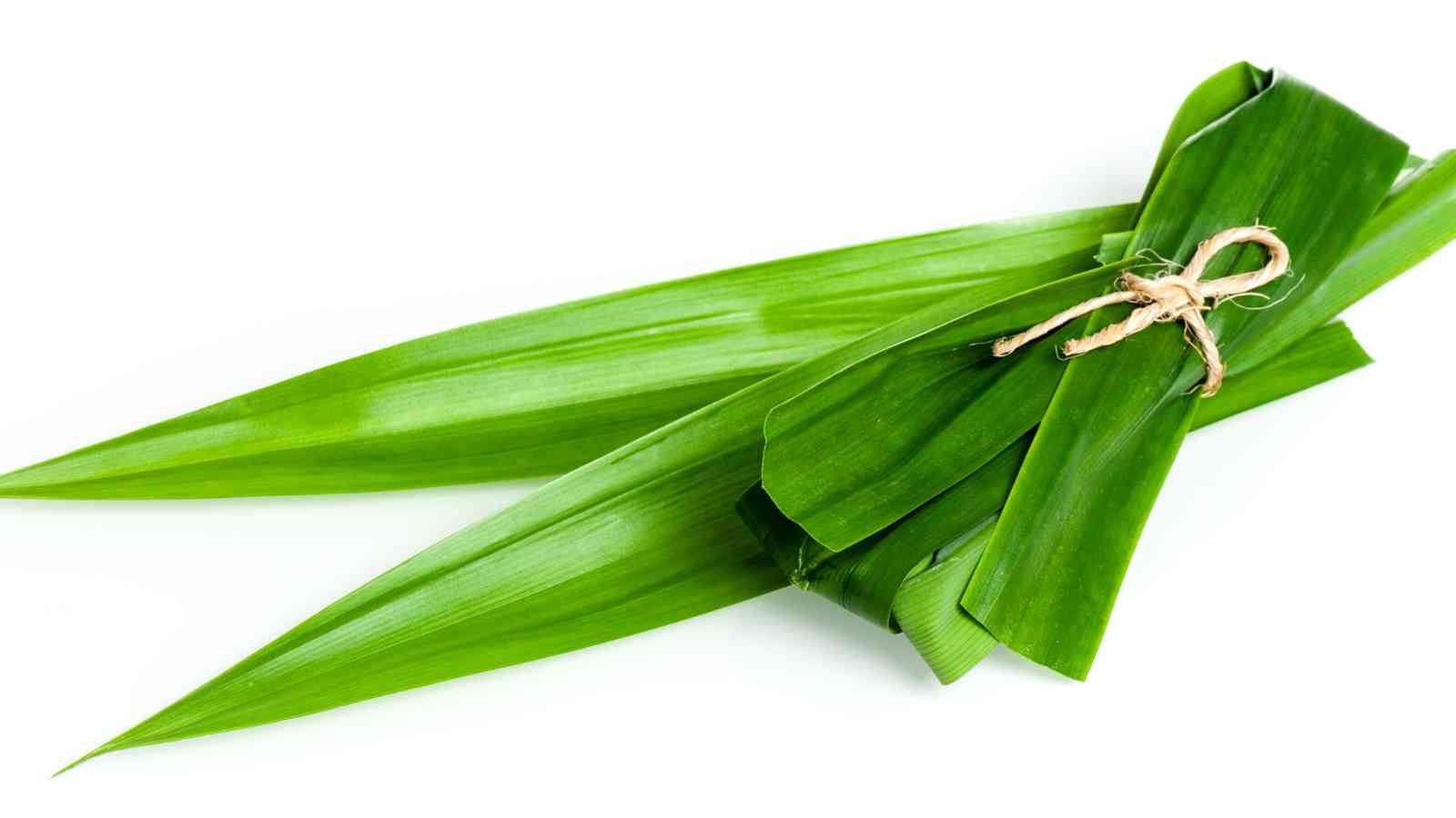A bundle of fresh green pandan leaves tied together with a piece of twine, set against a white background.