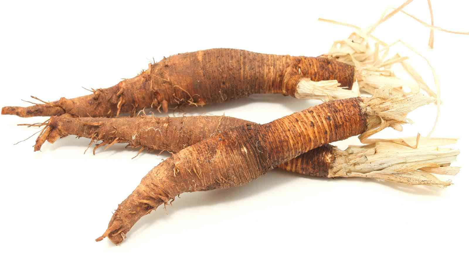 Three dried salsify roots with rough brown skin and some fibrous ends, displayed on a white background.