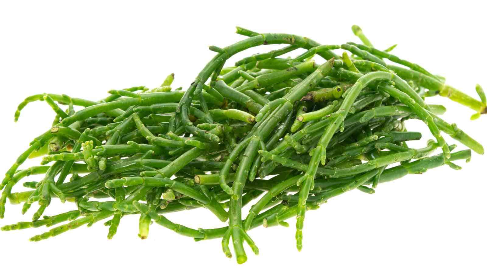 A pile of fresh green samphire stems on a white background.