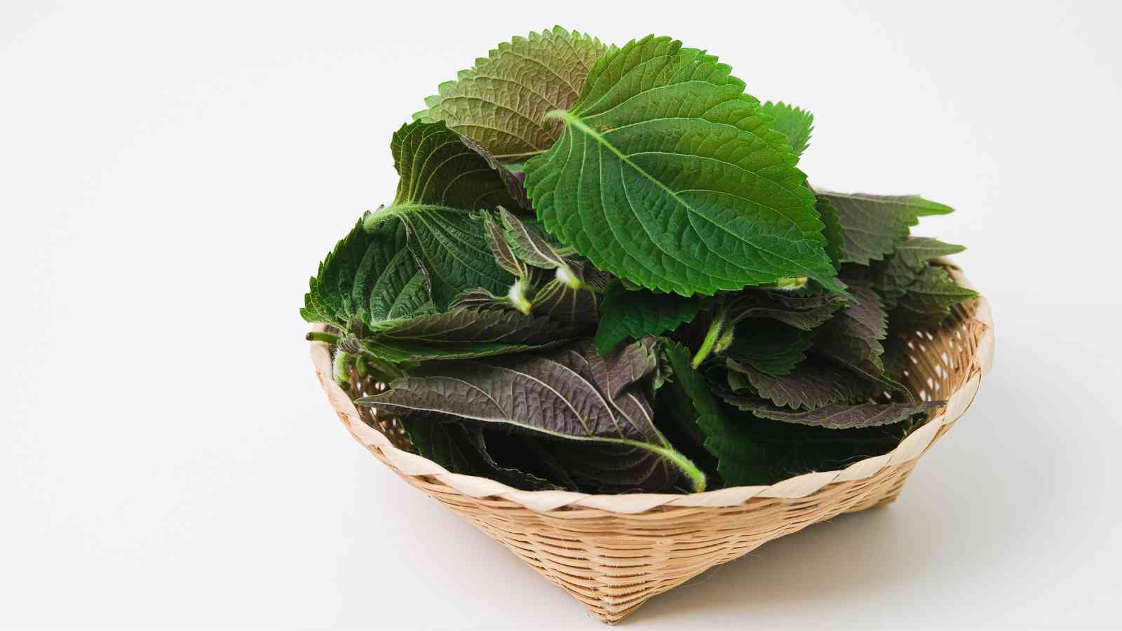 A wicker basket filled with fresh green and purple perilla leaves, placed on a white surface.