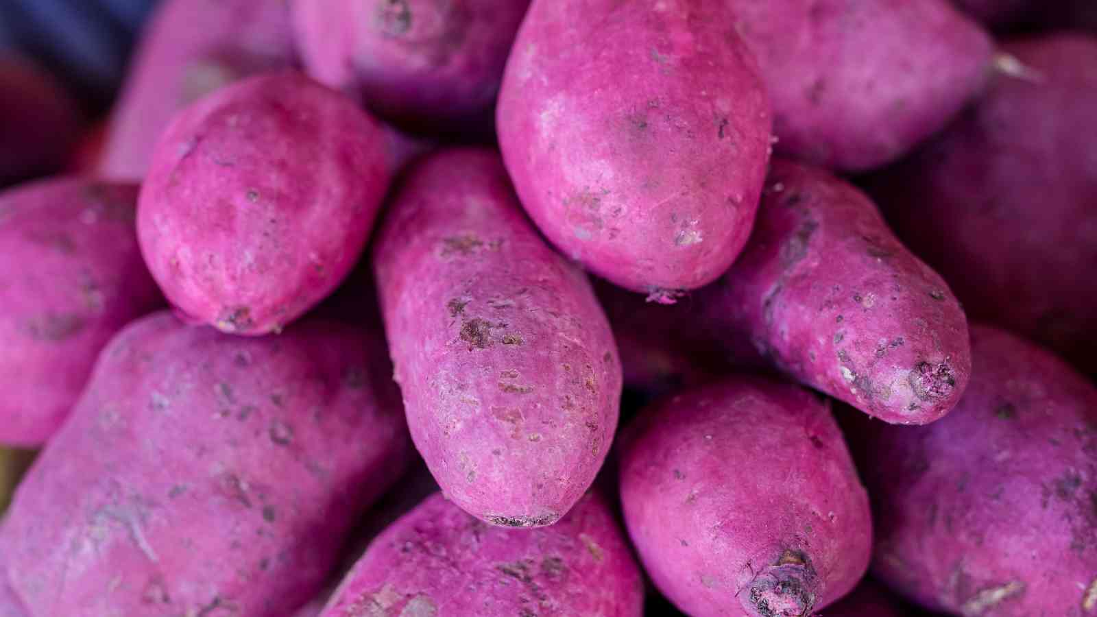 A close-up of several purple sweet potatoes with rough, slightly dirty skins stacked together.