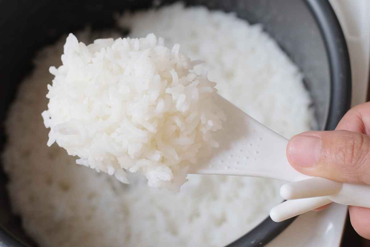 A hand holding a white rice paddle scoops cooked white rice from a rice cooker.