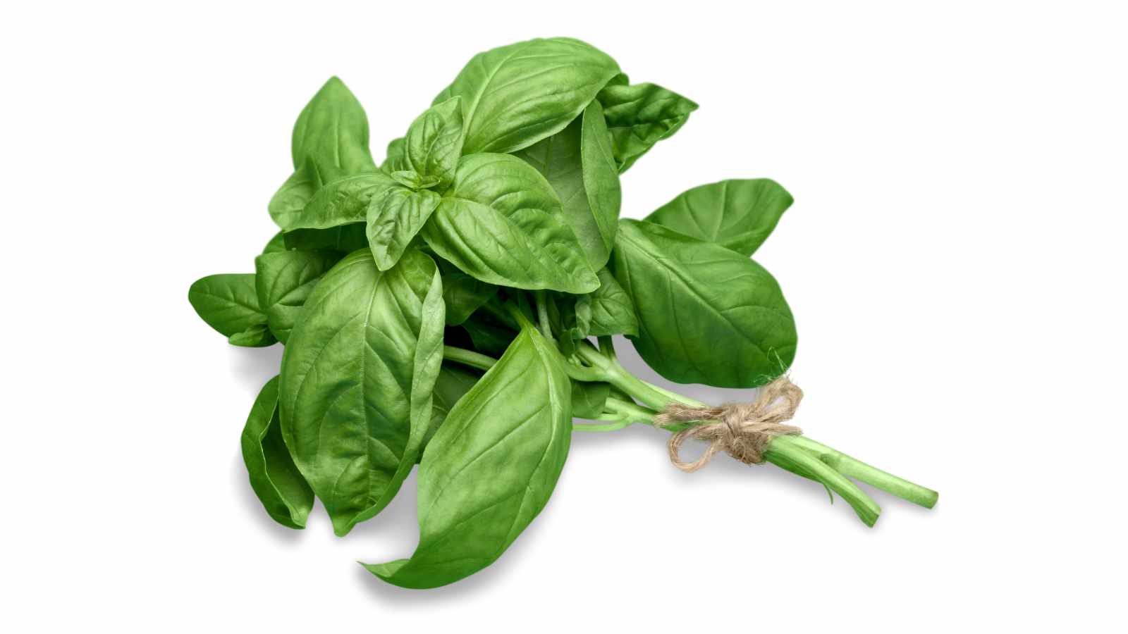 A bunch of fresh basil leaves tied together with twine, isolated on a white background.