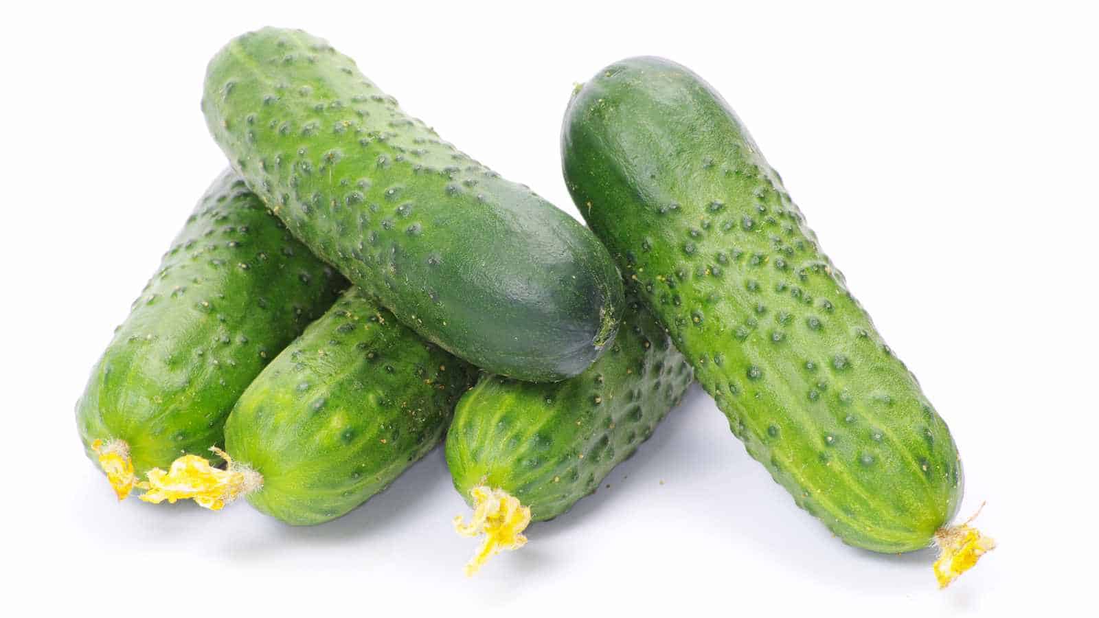 Four fresh cucumbers with bumpy green skin and yellow blossom ends are arranged on a white background.