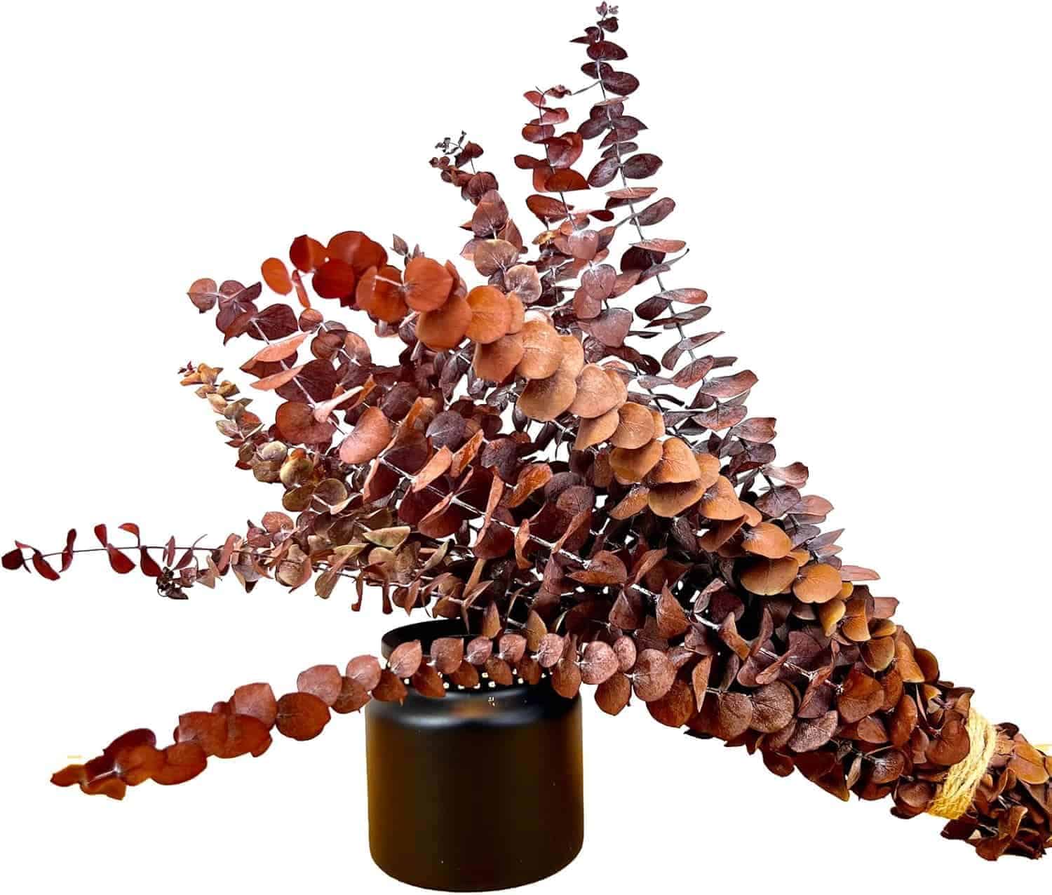 A bunch of dried, reddish-brown eucalyptus branches arranged in a black cylindrical vase, isolated on a white background.