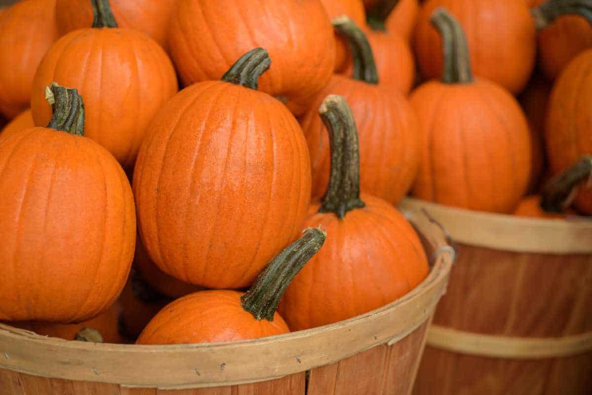 Several sugar pumpkins with green stems are packed in wooden baskets.