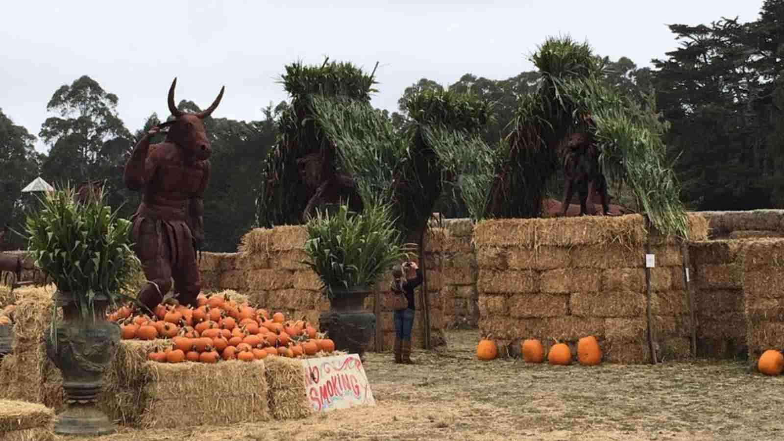 Hay bale maze decorated with large bull statues, piles of pumpkins, and tall greenery; a person stands near a "no climbing" sign.