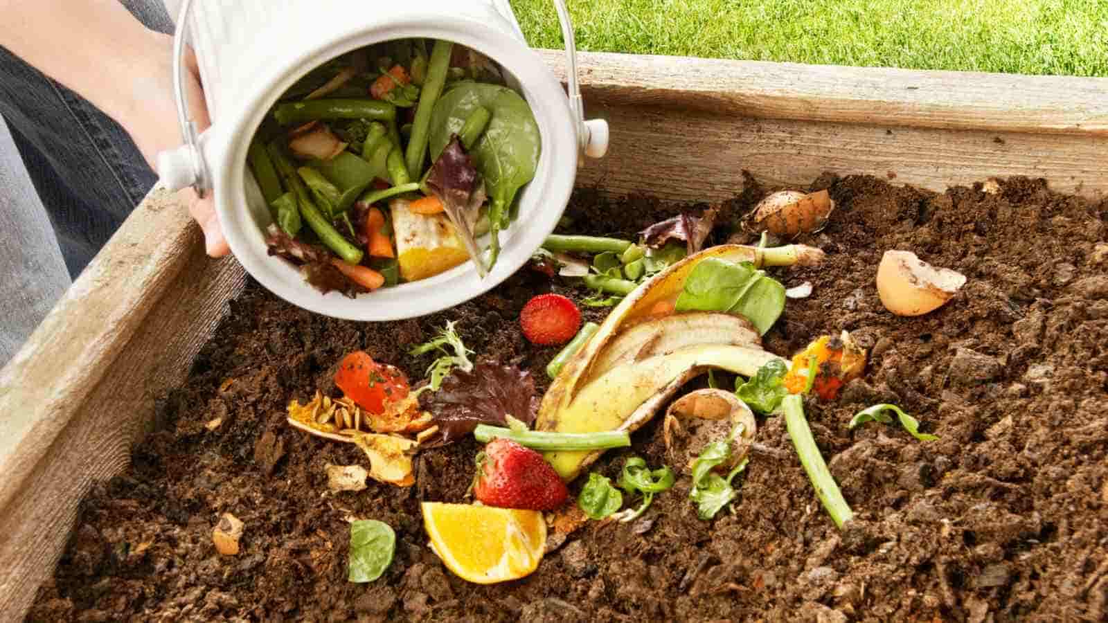 A hand is pouring food scraps, including fruit peels, vegetables, and eggshells, from a white container onto a compost pile in a wooden garden bed.