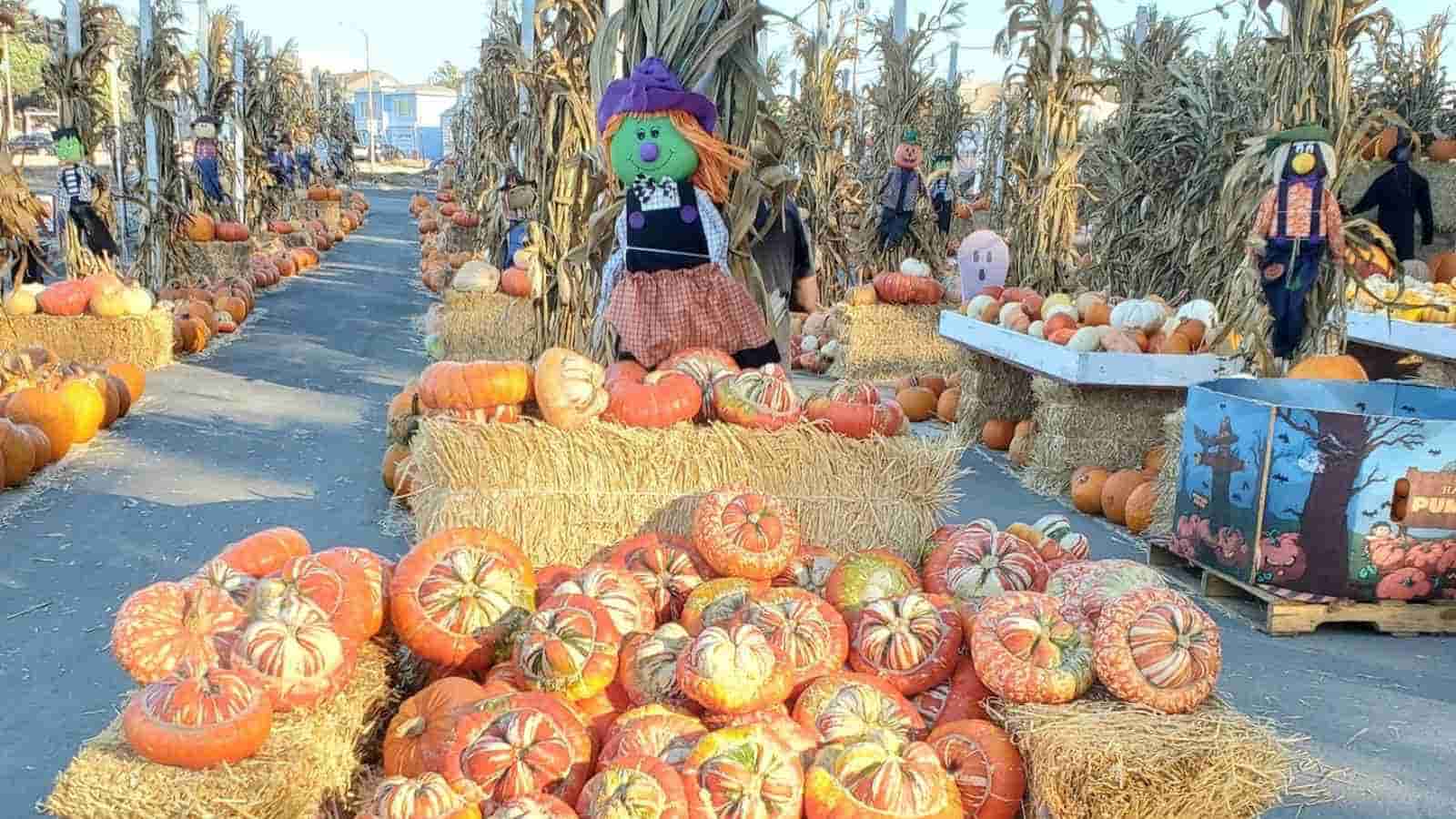 Pumpkin patch with hay bales, various pumpkins, and scarecrows set up for a fall or Halloween display.