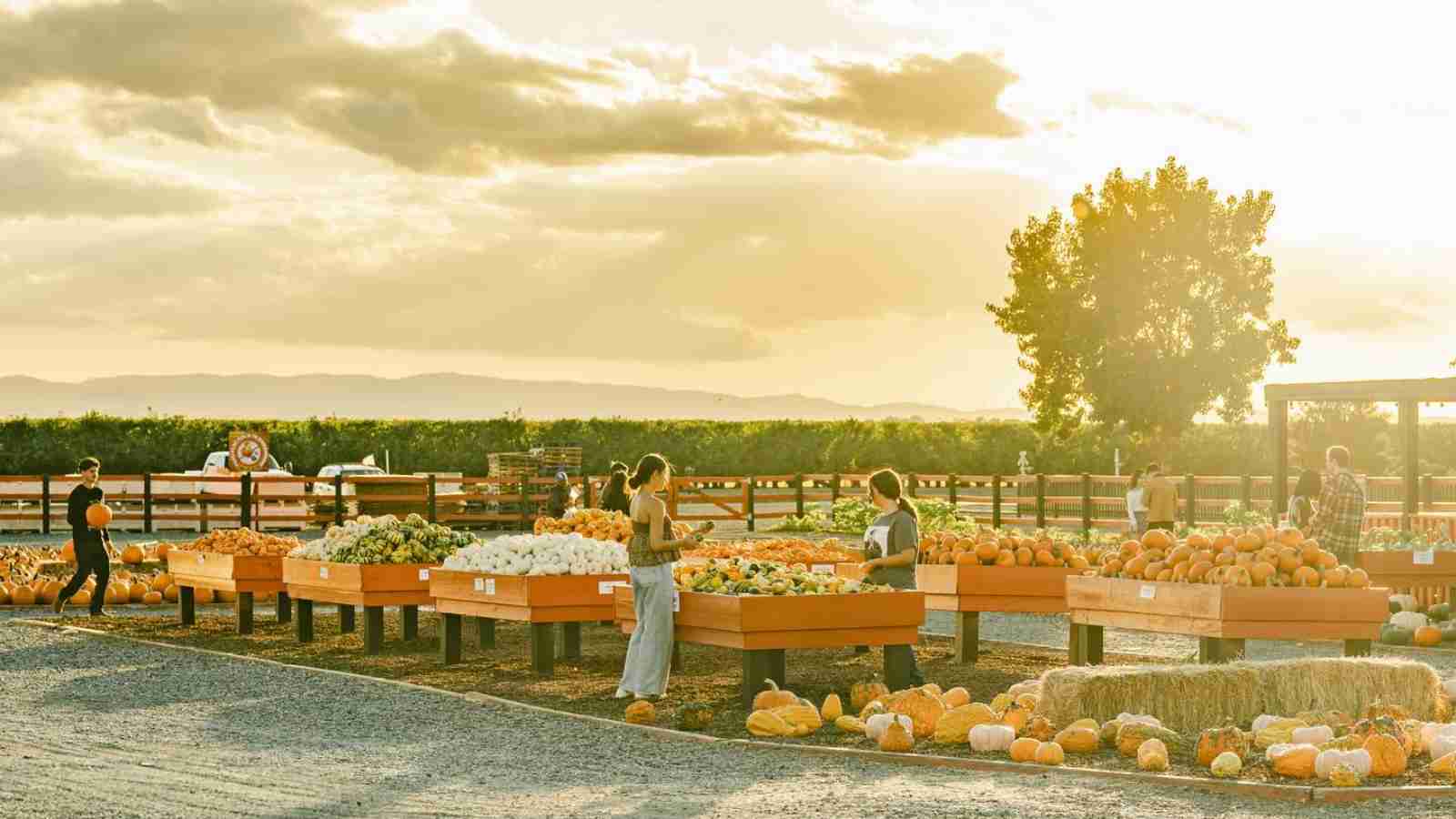 People browse and select pumpkins and gourds from outdoor display tables at a farm market on a sunny day.