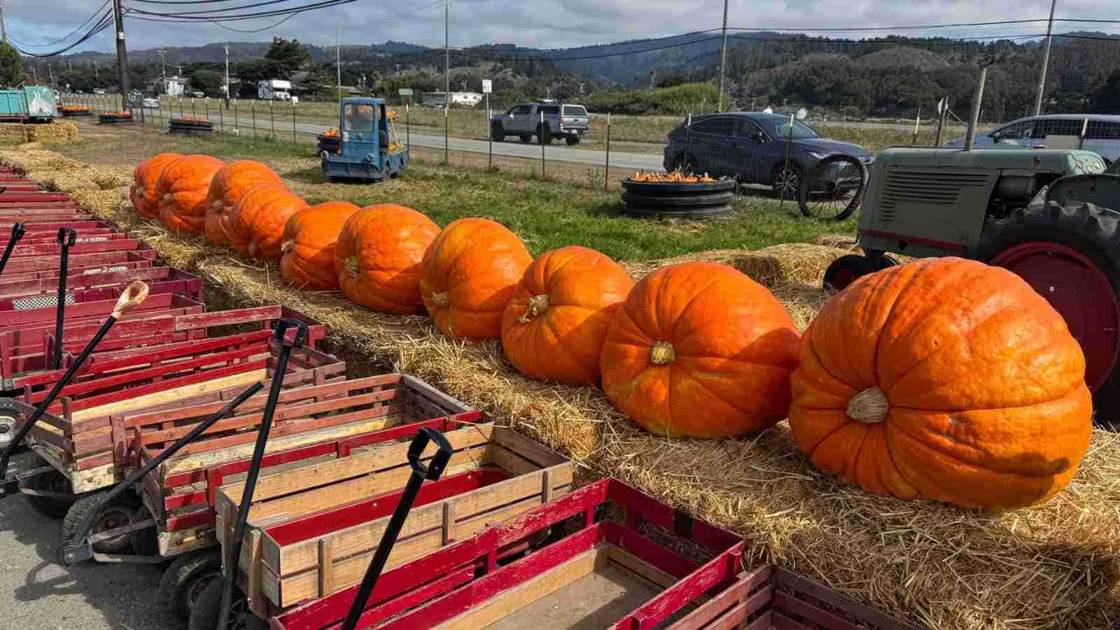 A row of large orange pumpkins sits on straw next to red wagons, with tractors and a rural landscape in the background.