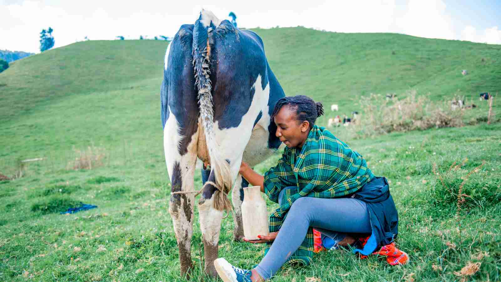 A person sits on grass and milks a black and white cow by hand in a green, hilly pasture.
