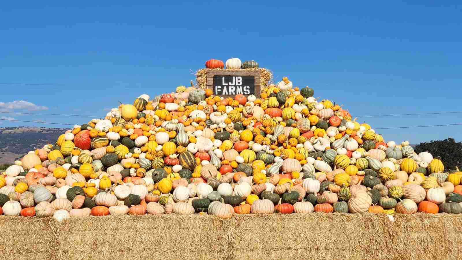 A large pyramid of assorted pumpkins and gourds stacked on hay bales with a sign reading "LJB Farms" at the top, set against a clear blue sky.