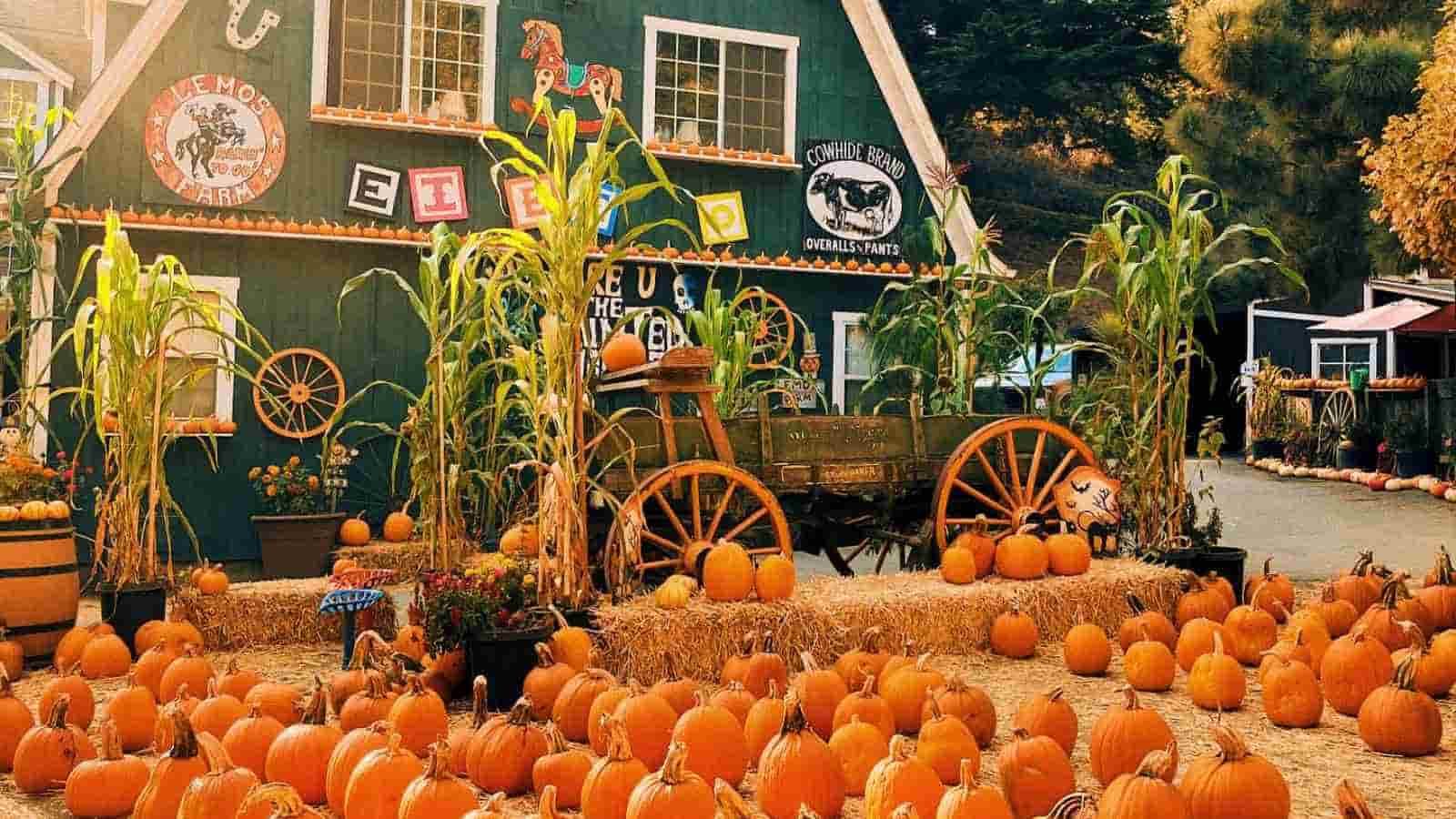 A pumpkin patch with hay bales, cornstalks, and a wooden cart is set up in front of a green barn decorated with farm signs.