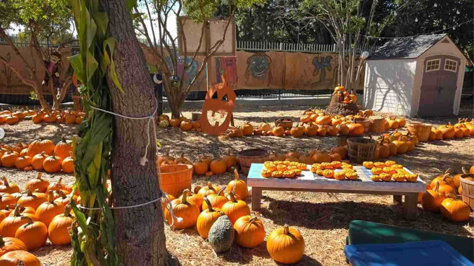 A pumpkin patch with pumpkins arranged in circles, a wooden jack-o'-lantern cutout, a small shed, and a table with sliced pumpkins on display.