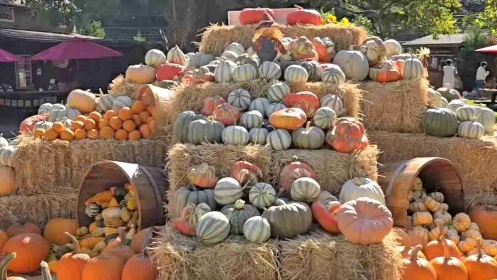 A large display of various pumpkins and gourds arranged on stacked hay bales, with barrels on each side spilling more pumpkins.