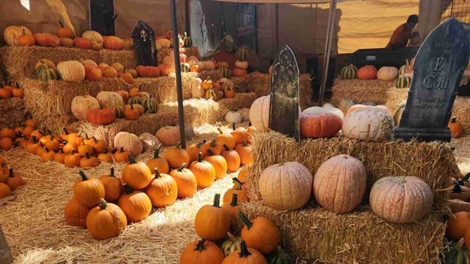 Rows of pumpkins and gourds are arranged on straw bales with fake gravestones, under a canopy in a fall or Halloween-themed display.