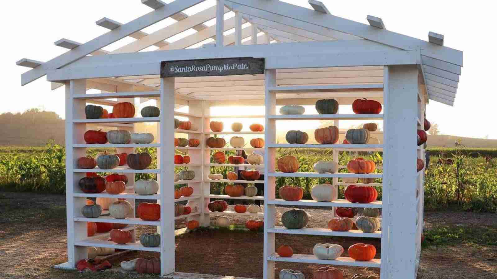 A white, open-sided wooden structure displays colorful pumpkins and gourds on its shelves, with a field and sunlight in the background.