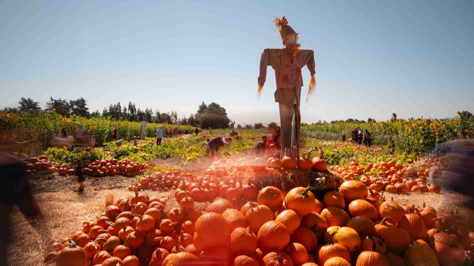 A scarecrow stands on a mound of hay surrounded by numerous pumpkins in a sunny pumpkin patch, with fields and people in the background.