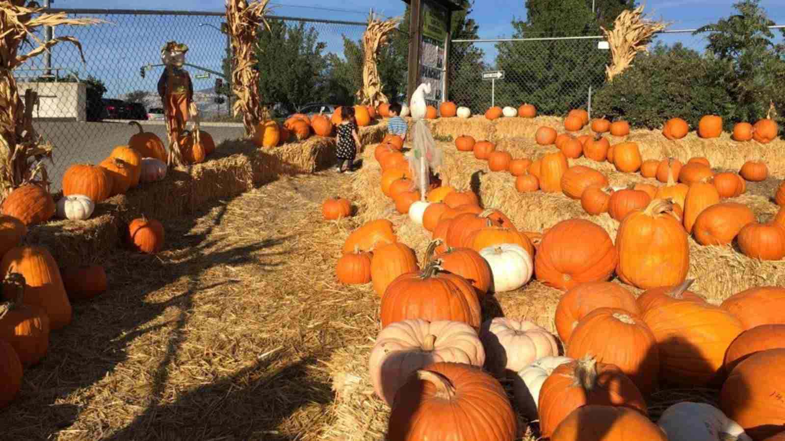 A pumpkin patch with orange and white pumpkins arranged on straw bales, surrounded by corn stalks and a chain-link fence.