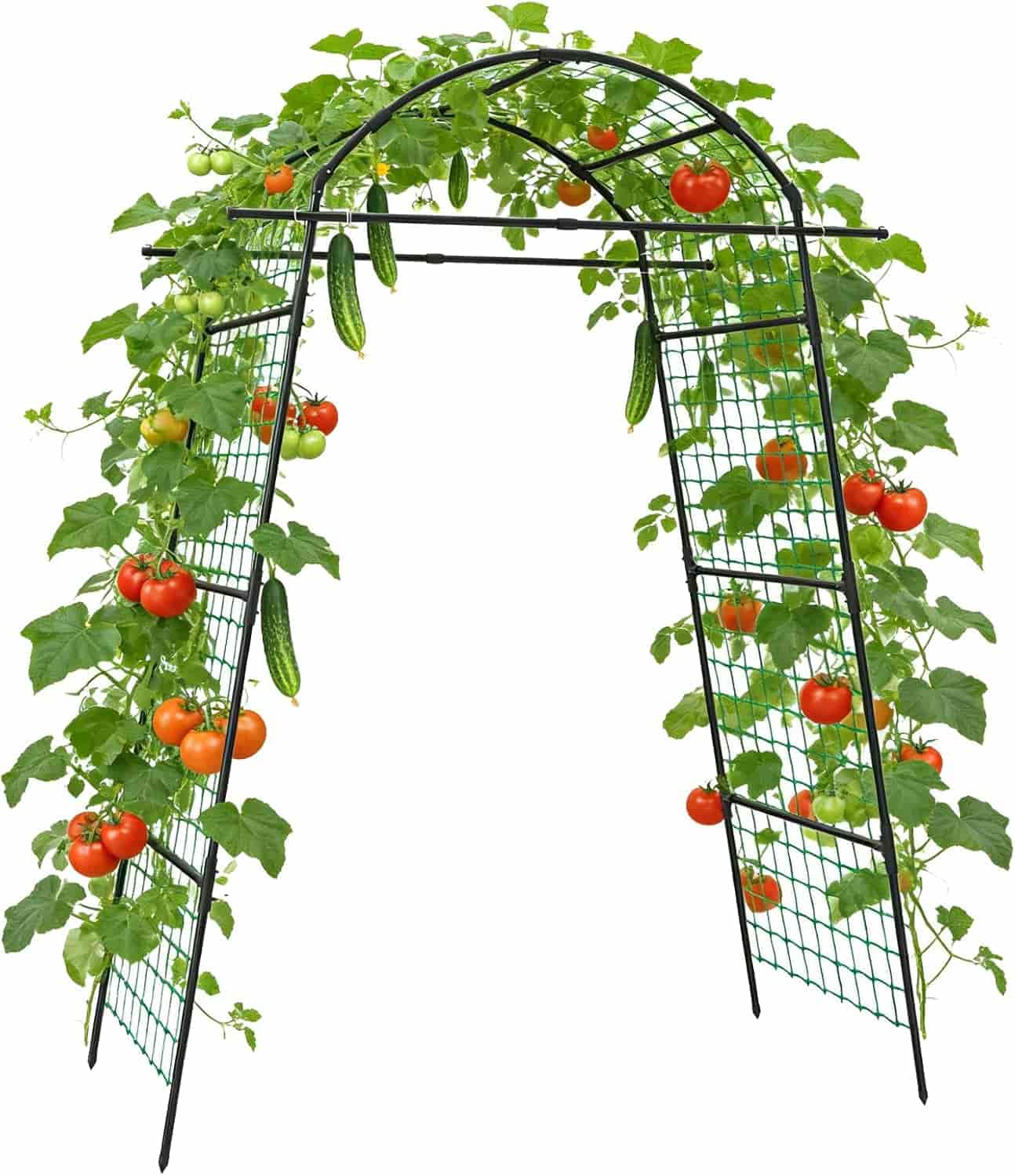 A metal garden arch trellis supports green vines with ripe red tomatoes and cucumbers growing on both sides.