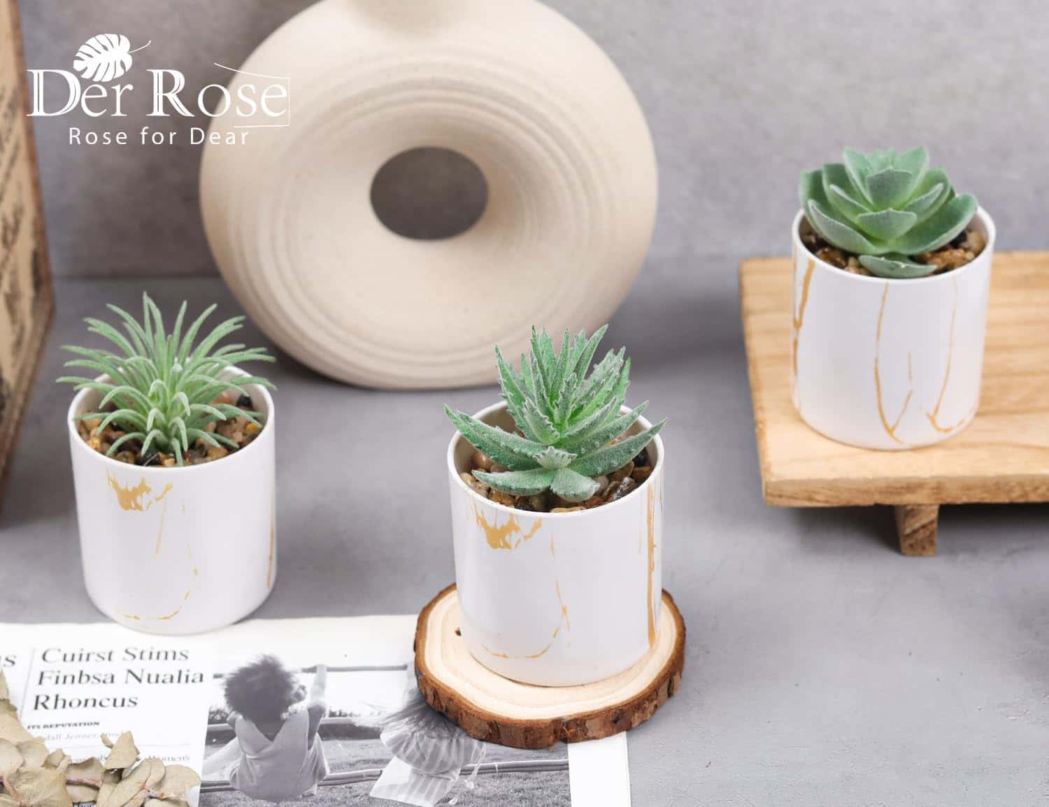 Three small potted succulents in white pots with gold veining are displayed on a tabletop, alongside a decorative object and a black-and-white photo.