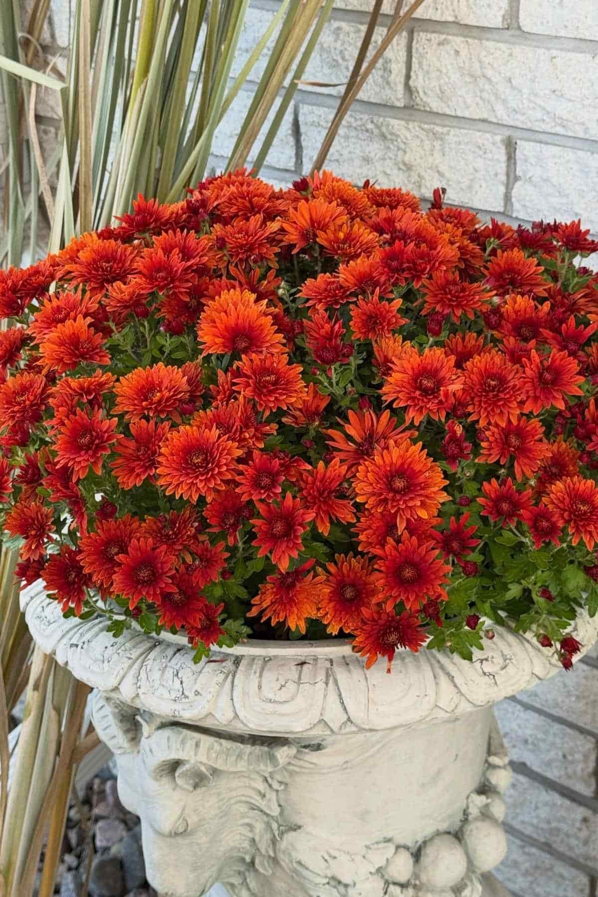 A large, decorative stone planter filled with a dense cluster of vibrant orange chrysanthemum flowers.