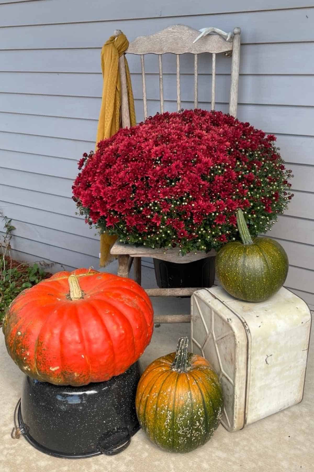 A wooden chair holding a large mum plant, surrounded by three pumpkins and a metal container.